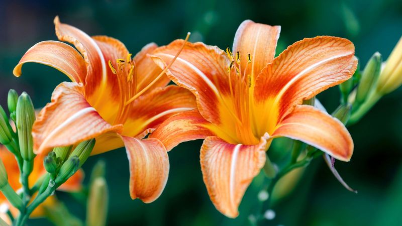 Daylily