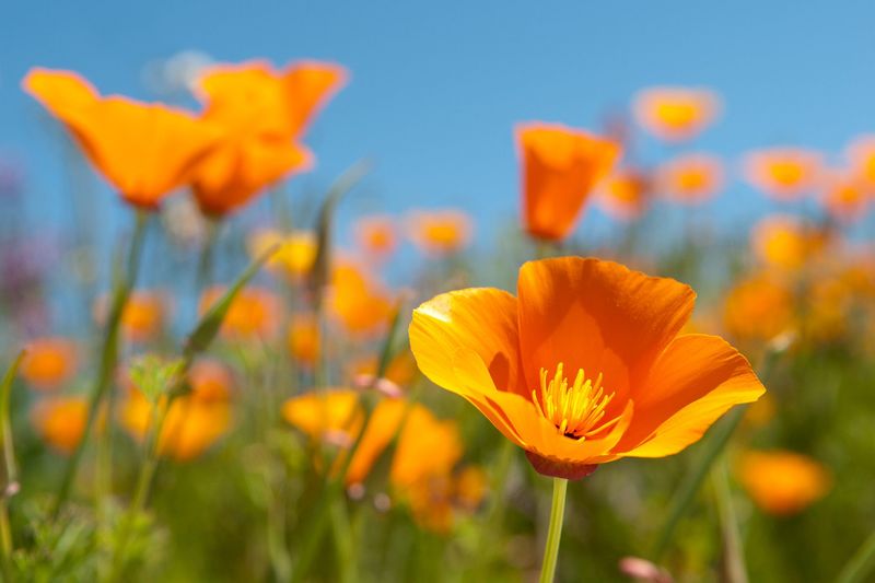 California Poppy (Eschscholzia californica)