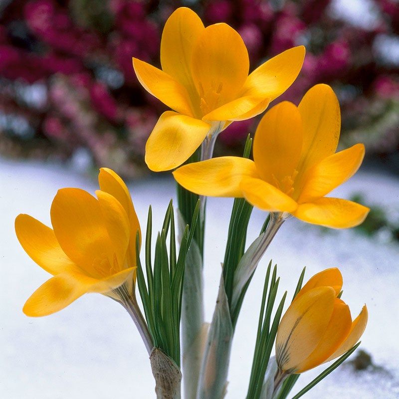 Yellow Crocus