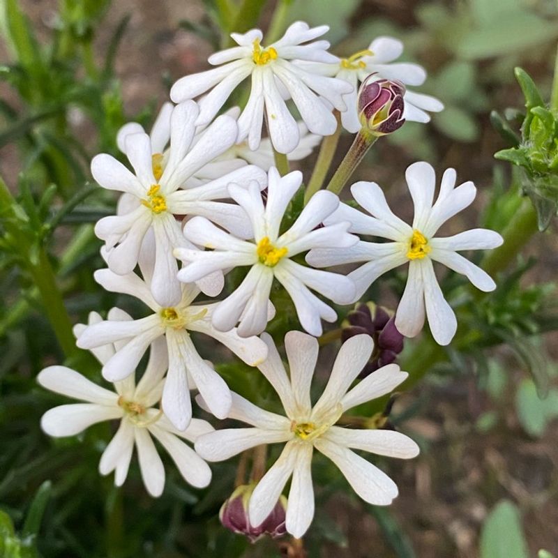 Night Phlox (Zaluzianskya capensis)