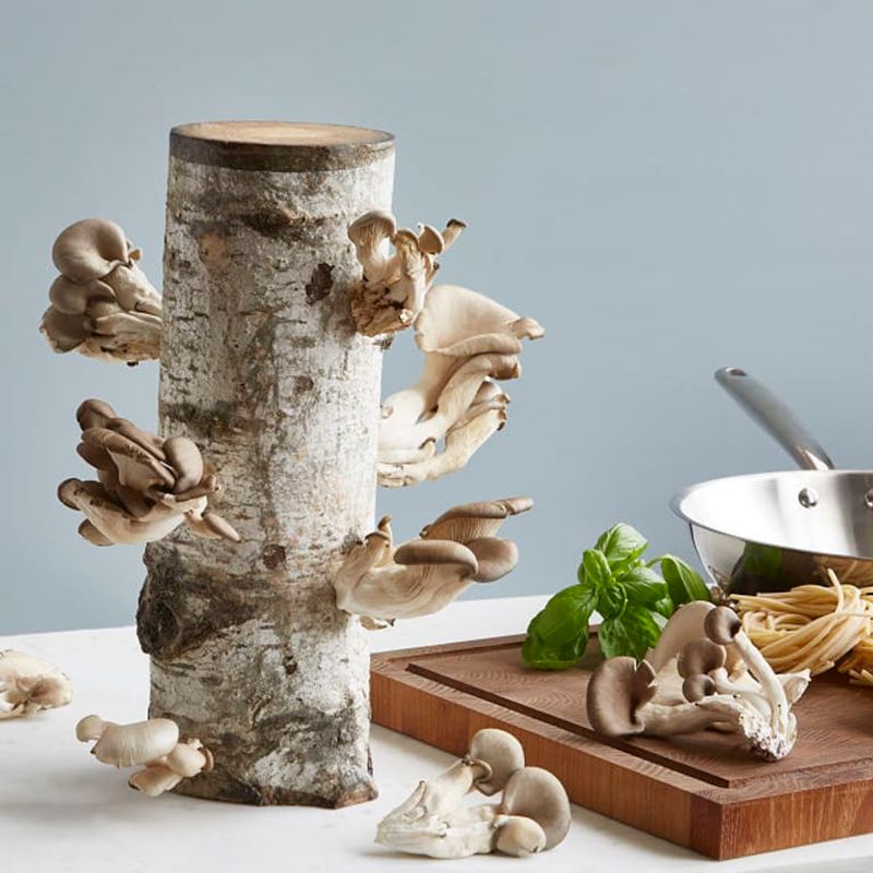 Magic of the Oyster Mushroom