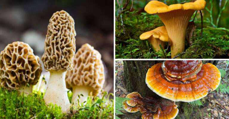 Everyone’s Growing Mushrooms at Home—Why Aren’t You?