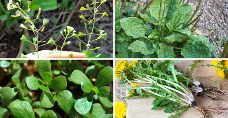 Everything You Know About These 19 Garden Weeds Is Wrong — They’re Gourmet Food