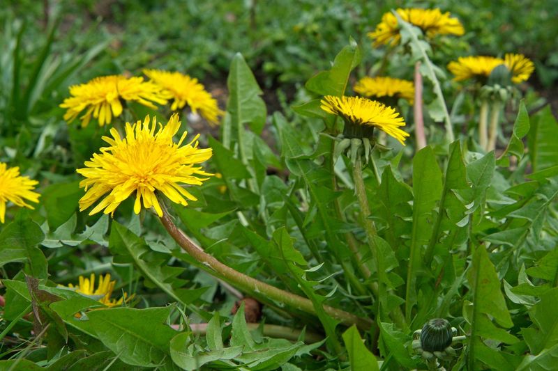 Dandelion (Taraxacum officinale)
