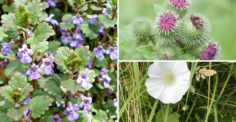 Everything You Know About These 23 Garden Weeds Is Wrong — New 2025 ID Guide