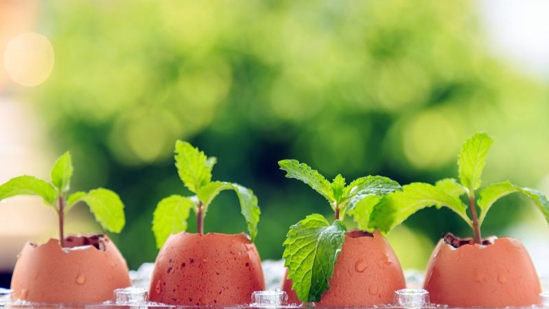 Use Eggshells as Seed Starters
