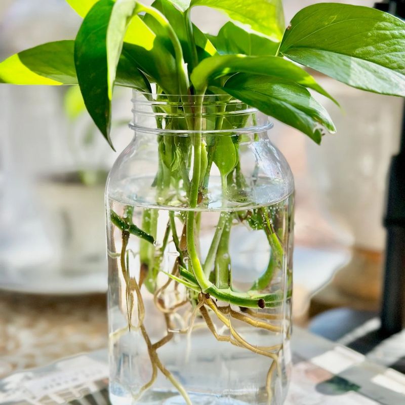 Utilizing Hydroponic Systems