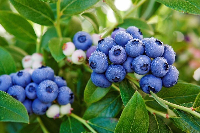 Blueberries