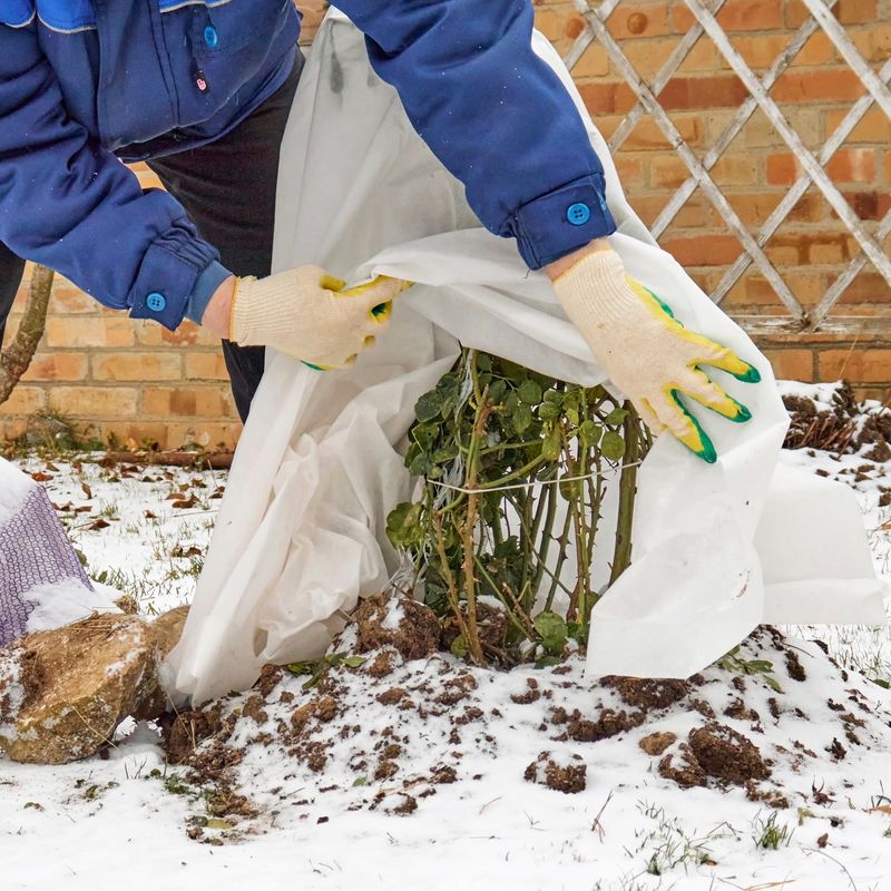 Inadequate Winter Protection