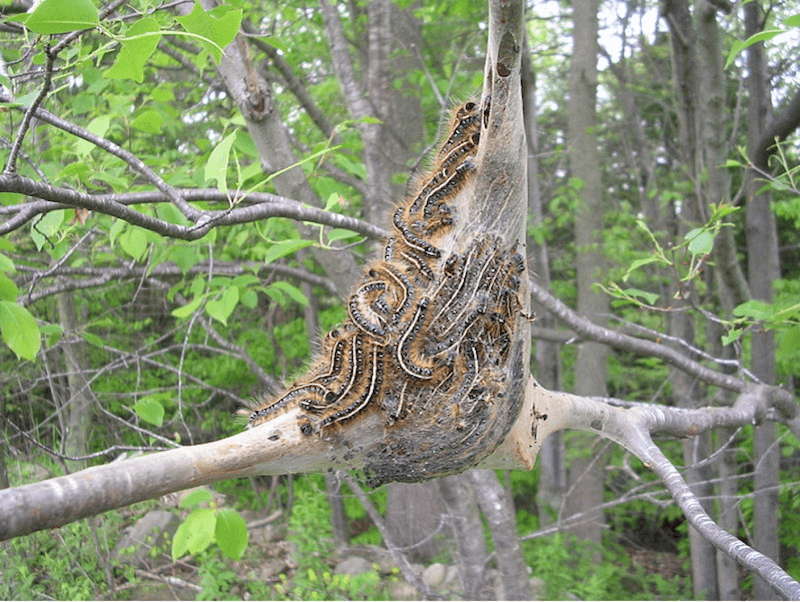 Eastern Tent Caterpillar