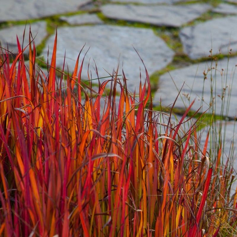 Japanese Blood Grass