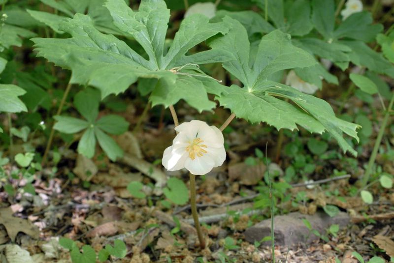 Mayapple (Podophyllum peltatum)