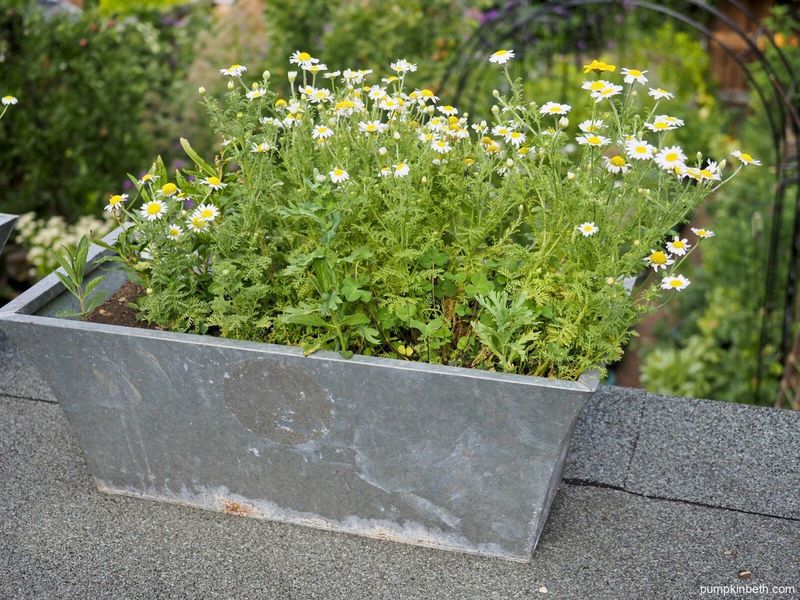 Dainty Daisy Delight