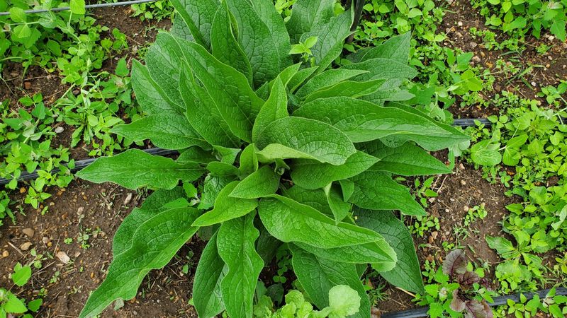 Nutrient Accumulator