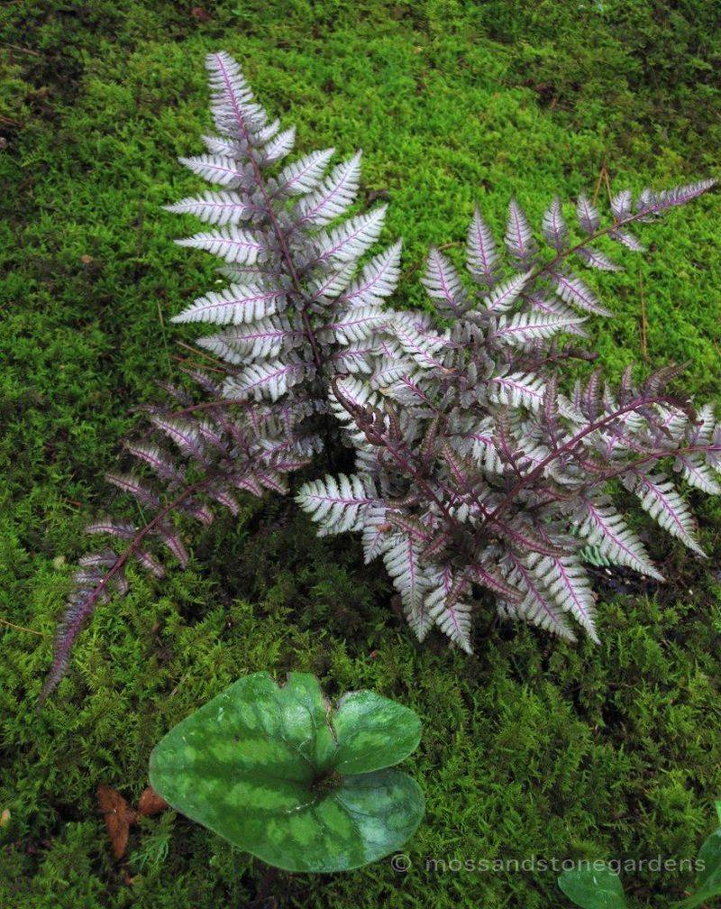 Fern 'Japanese Painted'