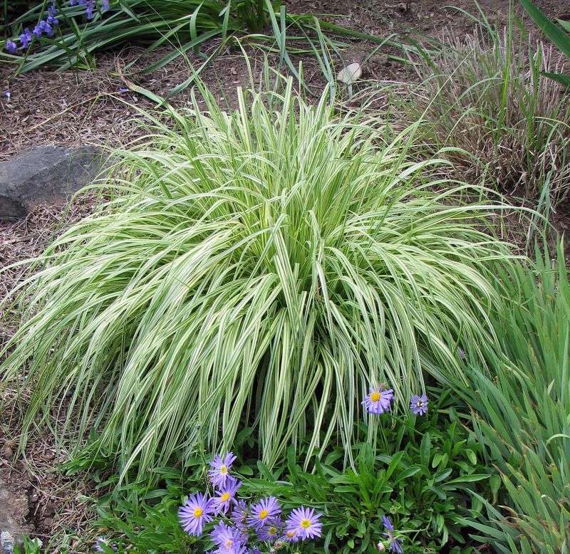 Purple Moor Grass (Molinia caerulea)