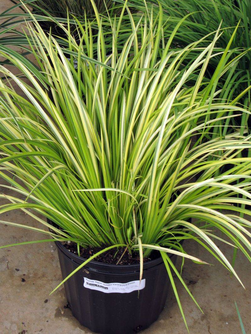 Golden Variegated Sweet Flag