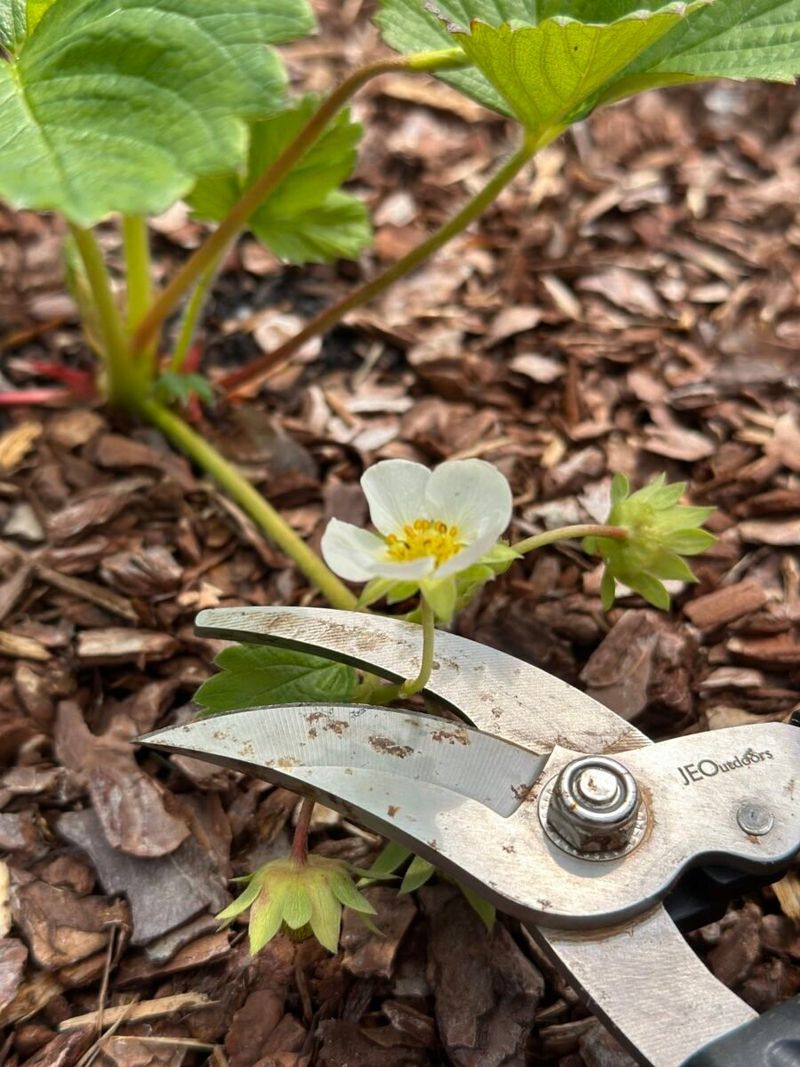 Pinch First Blooms for Stronger Plants Later