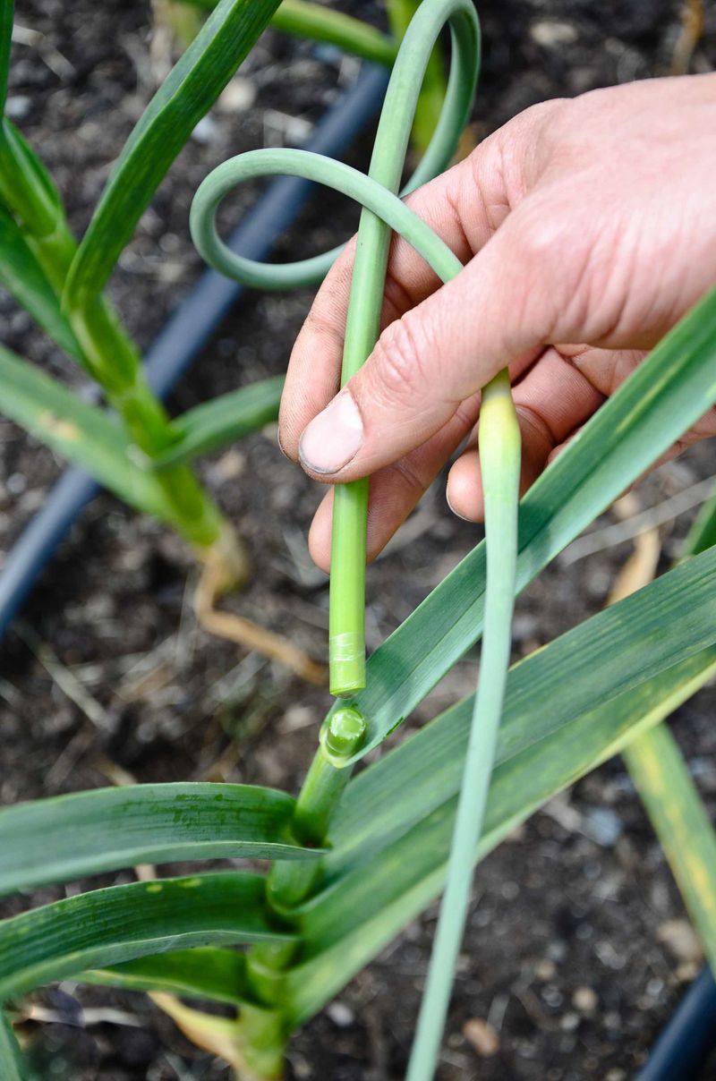 Garlic Scapes