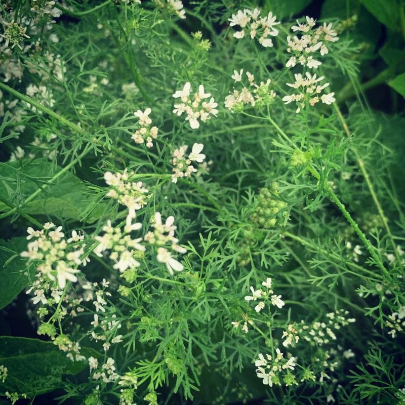Coriander