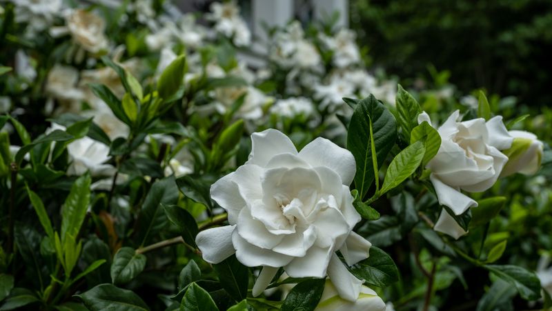 Gardenia
