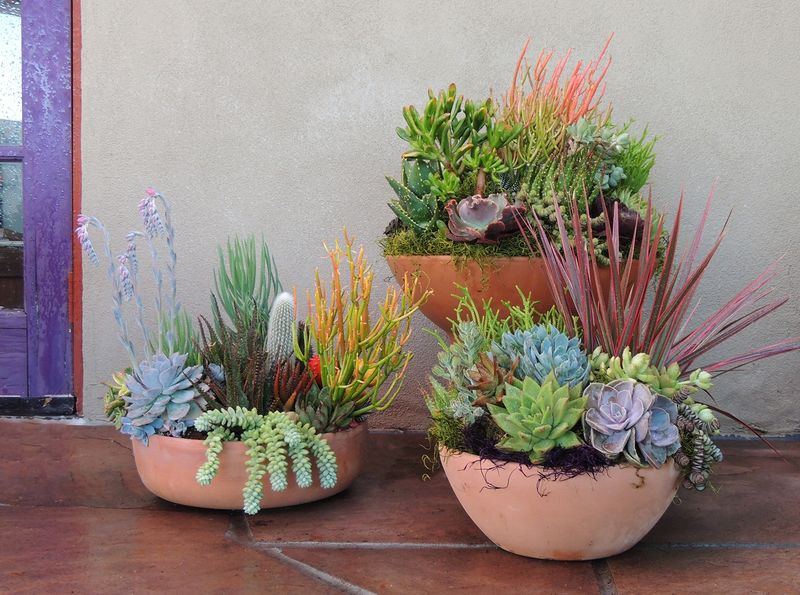 Succulents (Echeveria, Sedum)