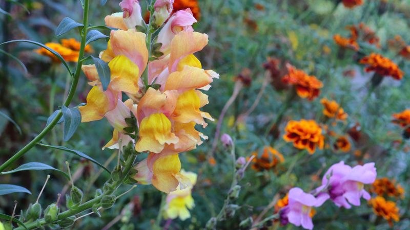 Companion Planting with Snapdragons