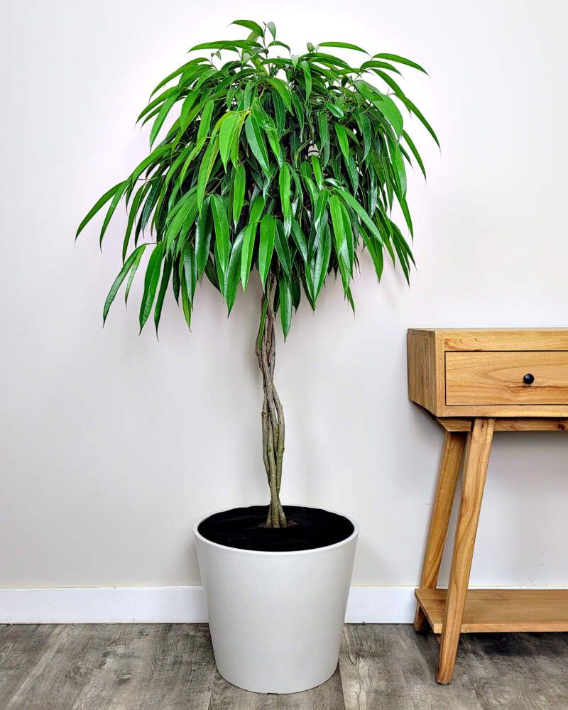 Ficus Alii