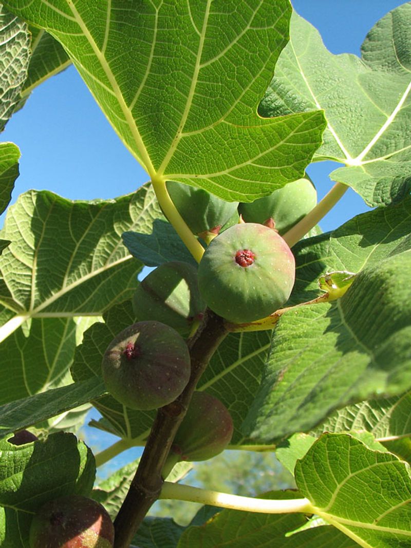 Ficus Carica
