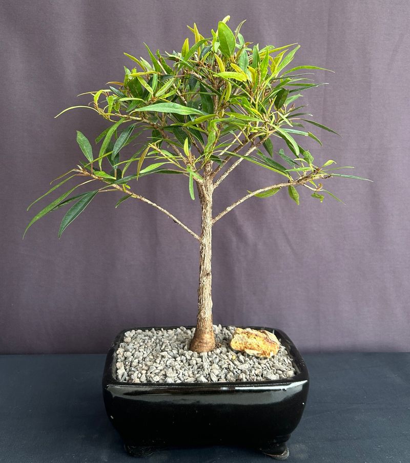 Ficus Nerifolia