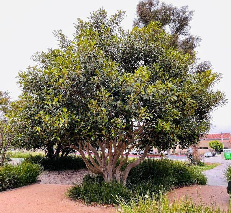 Ficus Rubiginosa