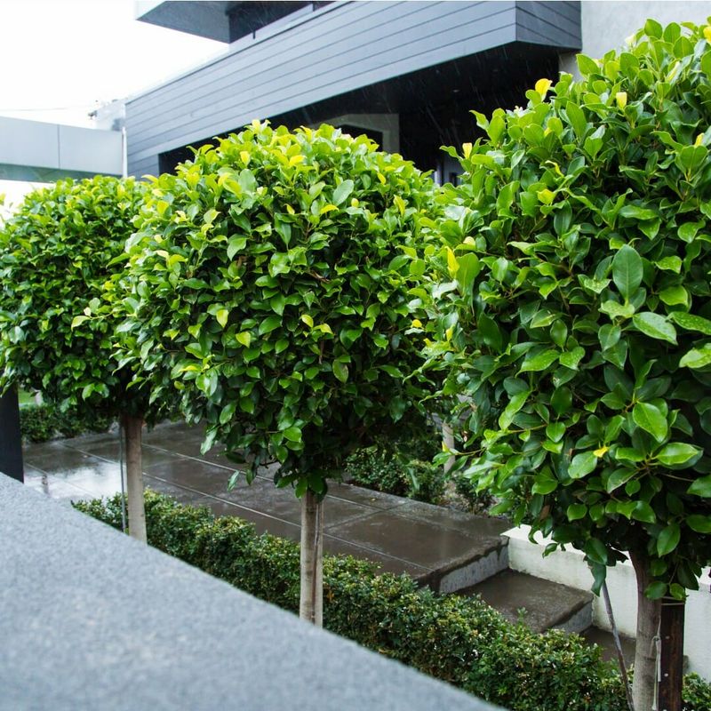 Ficus Hilli