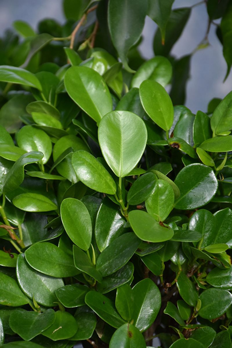 Ficus Moclame