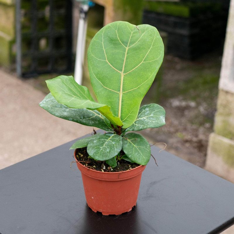Ficus Lyrata 'Bambino'