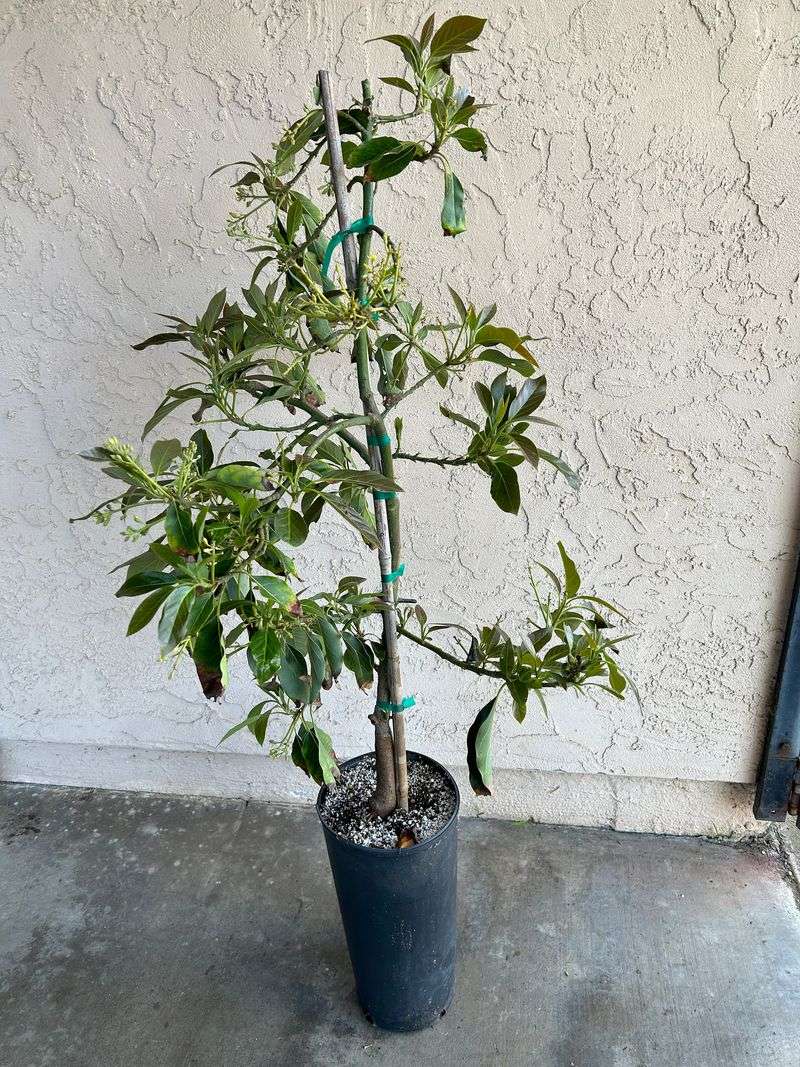 Avocado Tree (Dwarf Varieties)