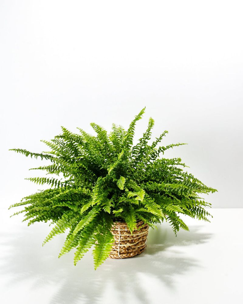 Boston Fern