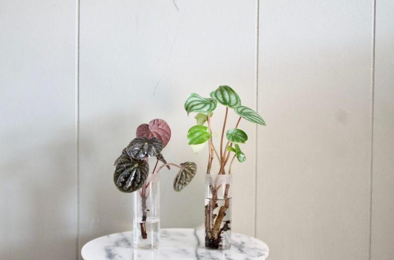 Peperomia