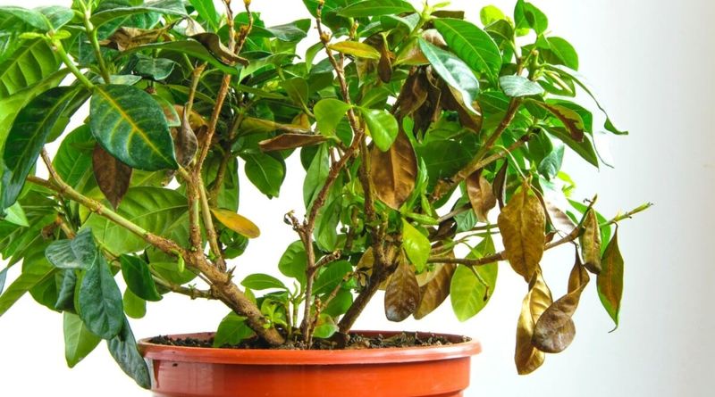 Gardenia (Disappoints)