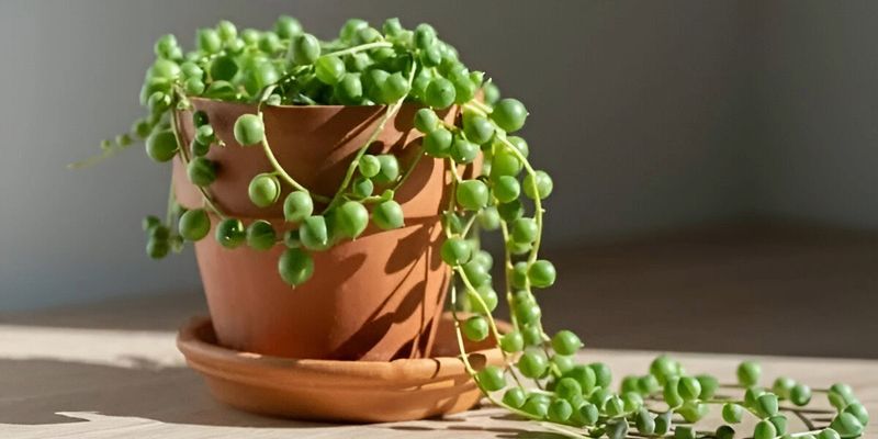 String of Pearls (Senecio rowleyanus)