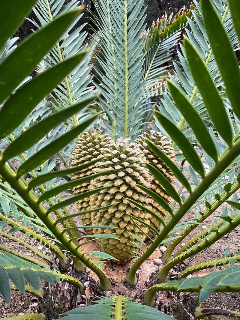 Cycad