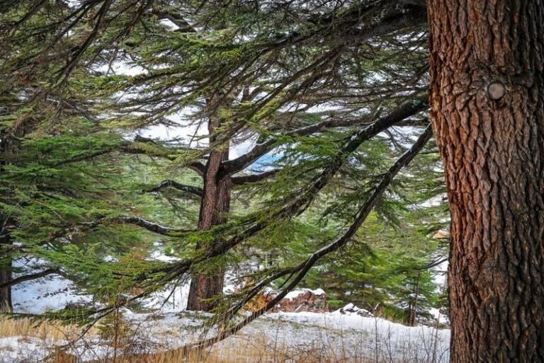 20 Biblical Plants That Create a Christian Meditation Garden - Complete ...
