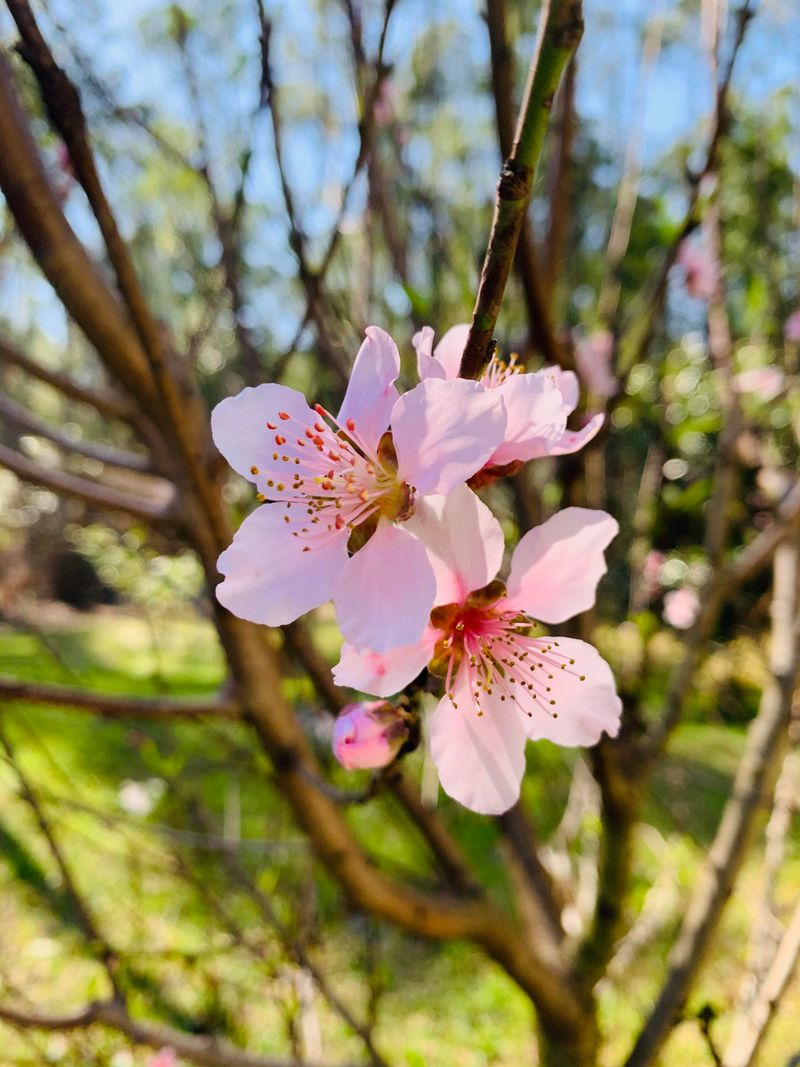 Peach Tree (Prunus persica)