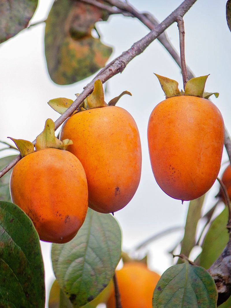 Persimmon (astringent types)