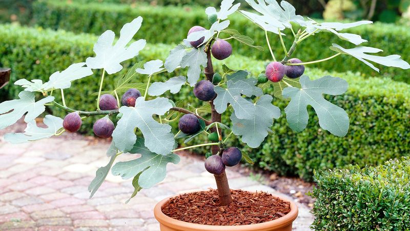 Container-Grown Figs