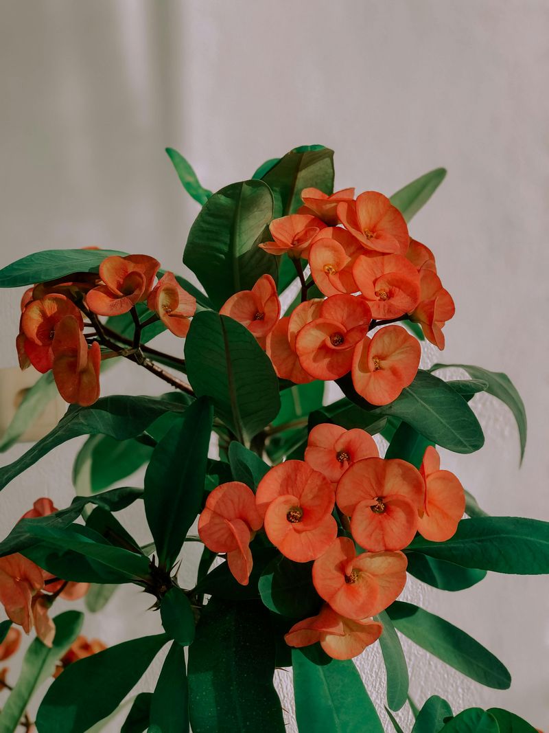 Crown of Thorns (Euphorbia milii ‘Orange’)