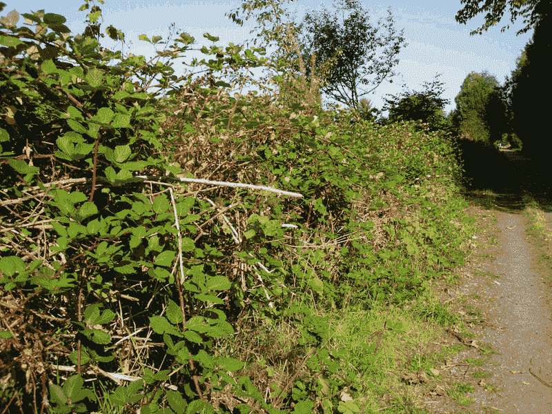 Legal Liability Issues