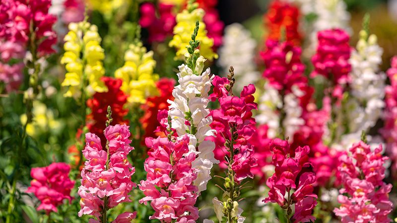 Snapdragon