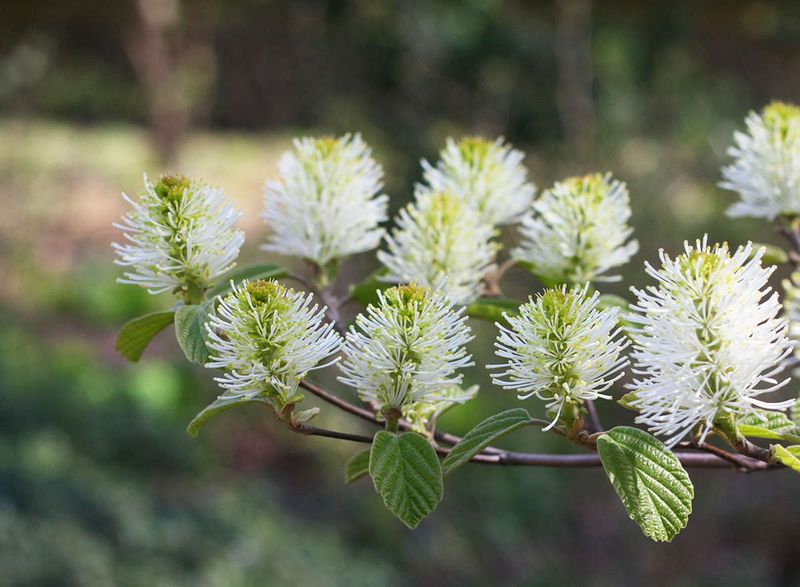 Fothergilla's Fragrant Blooms