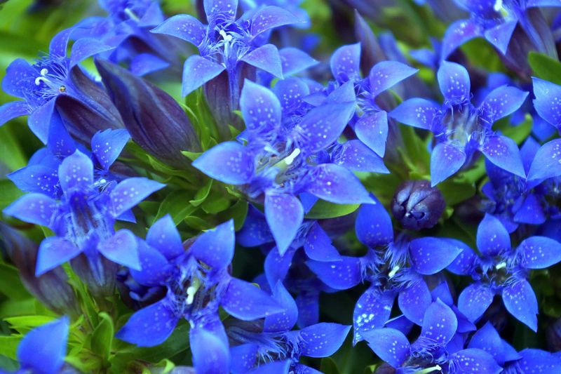 Gentian's Grace