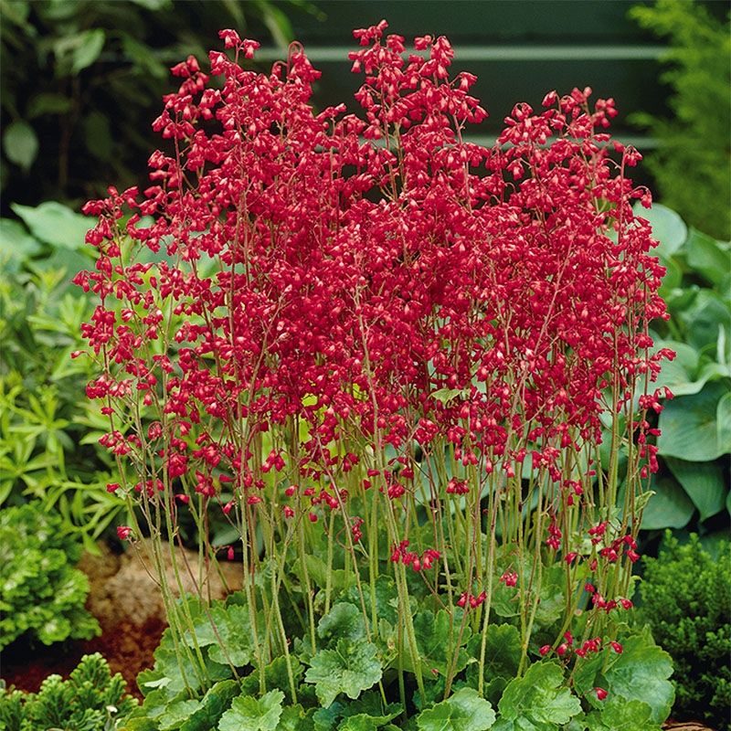 Coral Bells